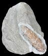 D, Oligocene Aged Fossil Pine Cone - Germany #39154-1